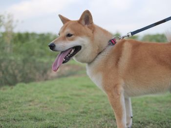 Shina inu smiling into something