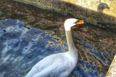 High angle view of swan swimming in lake