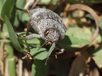 Close-up of insect on leaf