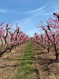 Cherry blossoms on field against sky