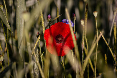 nature