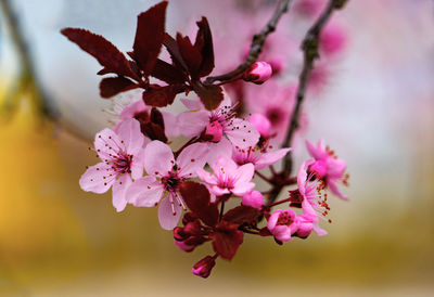 Close-up of pink cherry blossoms in spring
