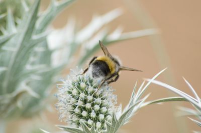 Close-up of bee pollinating on flower