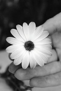 Close-up of hand holding flower