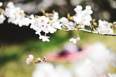 Close-up of white flowers on branch