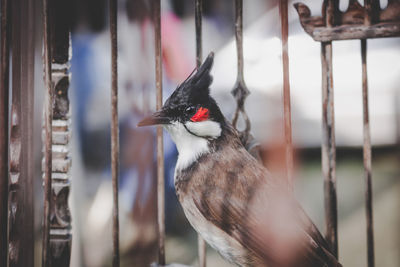 Close-up of bird perching against metal grate