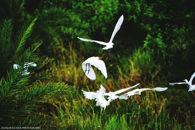 Close-up of bird flying over white flowers