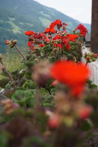 Close-up of red flowers
