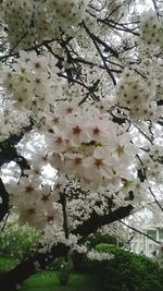 Low angle view of apple blossoms in spring