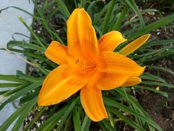 Close-up of yellow flower