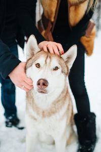 Low section of people with siberian husky on snowy field