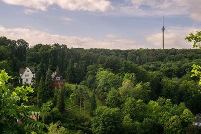 Plants and trees in forest against sky