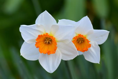 Close-up of white flowering plant