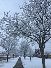 Bare trees on snow covered footpath during winter