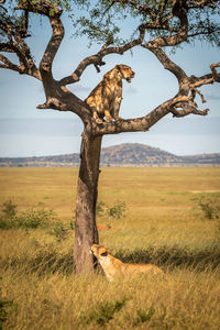 Lioness looks up at another in tree