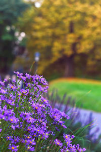 Close-up of purple flowering plant in field