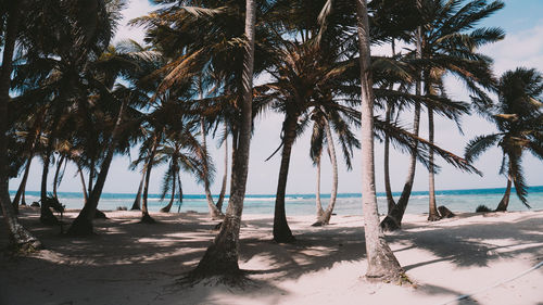 Palm trees on beach against sky