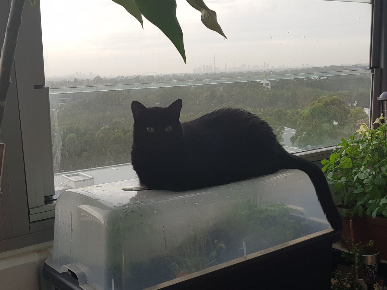 BLACK CAT SITTING BY WINDOW
