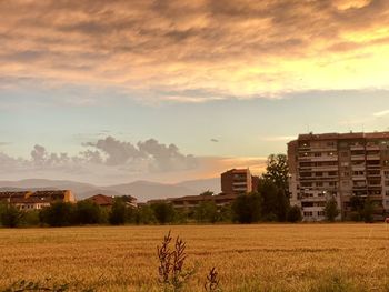 Scenic view of agricultural field against sky during sunset