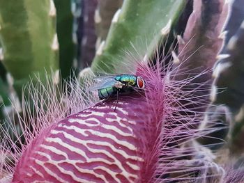 Close-up of insect on flower