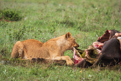 A lion feeding on a buffalo kill in the wild at nairobi national park in kenya
