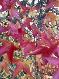 Close-up of leaves