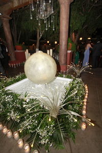 Plants growing in illuminated fountain