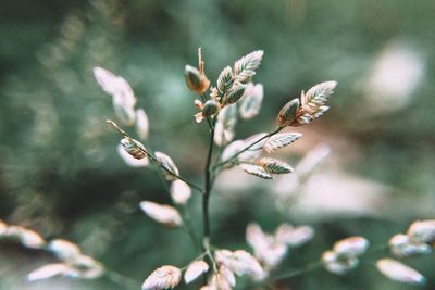 Close-up of flowering plant