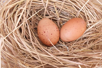 Close-up of eggs in nest