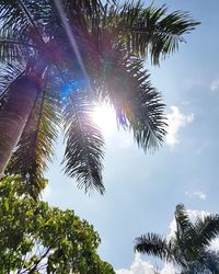 Low angle view of palm trees against sky