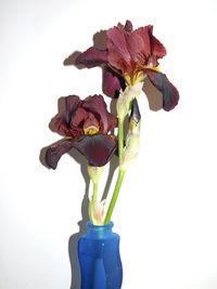 Close-up of flower vase against white background