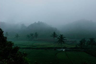 Trees on field against sky during foggy weather