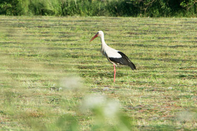 Side view of bird on grass