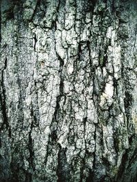 Full frame shot of tree trunk