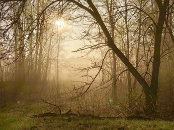 Bare trees in forest during foggy weather