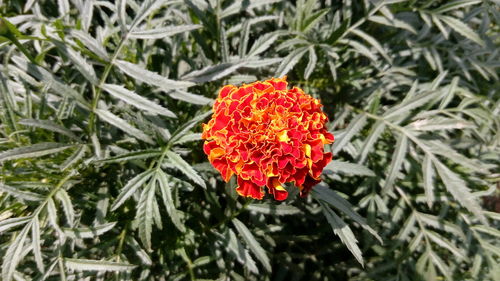 Close-up of red flowers