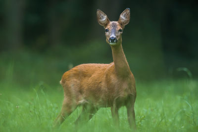 Portrait of deer standing on field