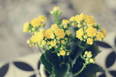 Close-up of yellow flowers blooming outdoors