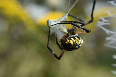 Close-up of insect