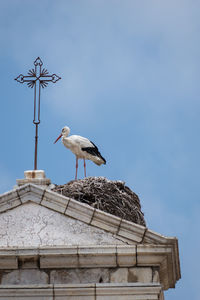 Low angle view of bird perching against clear sky