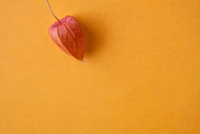 Close-up of strawberry over white background