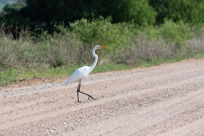View of a bird on field
