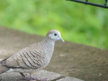 Close-up of pigeon perching on retaining wall