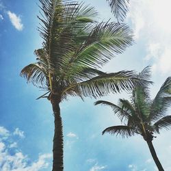 Low angle view of palm trees against cloudy sky