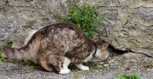 Close-up of cat