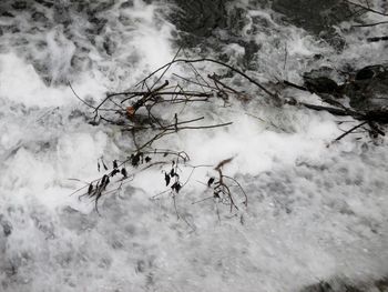 Snow covered trees