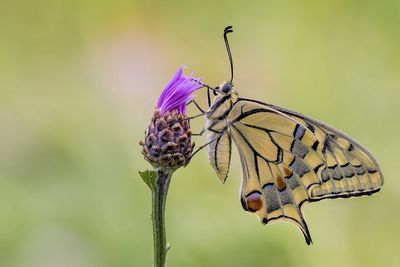 Close-up of butterfly pollinating on flower