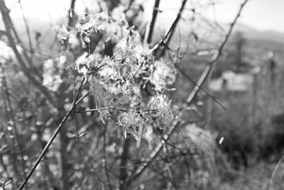 Close-up of flowers on branch