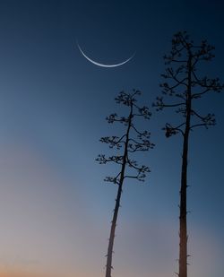 Low angle view of tree against sky