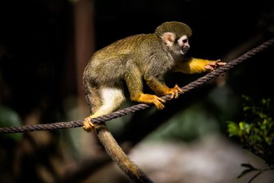 Monkey sitting on branch